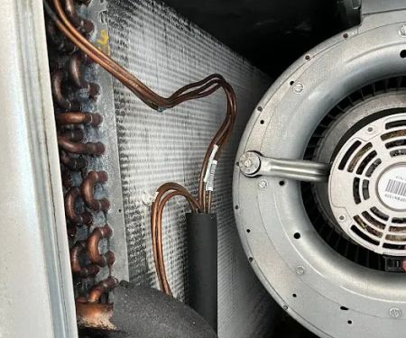 Instacure Mold Removal