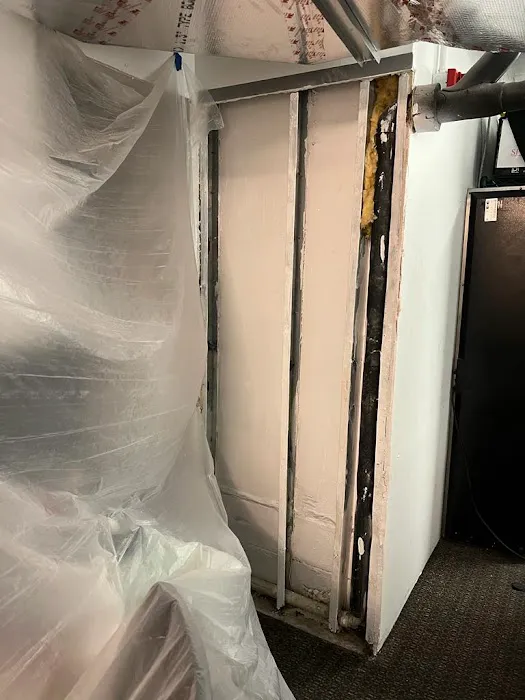 Dolphin Mold Removal Picture 2