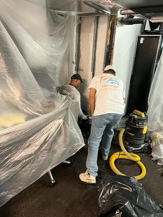 Dolphin Mold Removal Picture 4