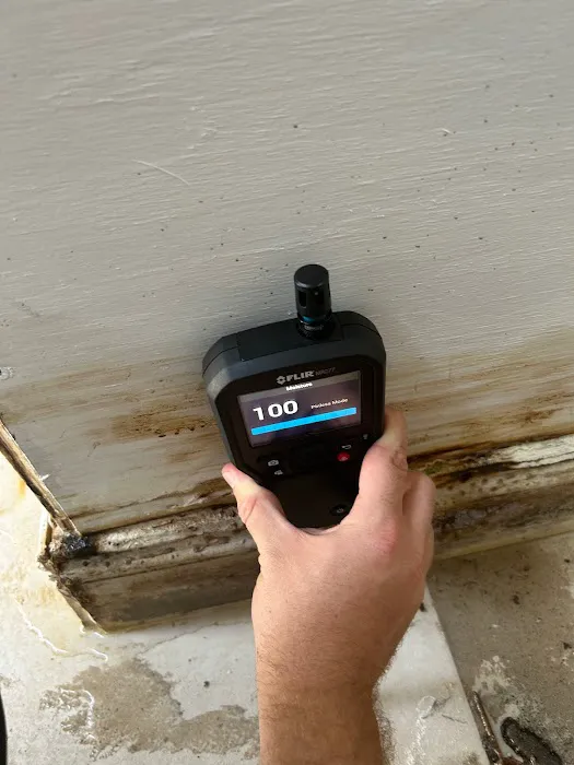 Dolphin Mold Removal Picture 6