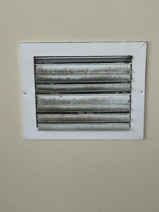 Dolphin Mold Removal Picture 9