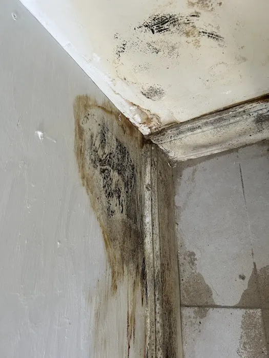 Dolphin Mold Removal Picture 7