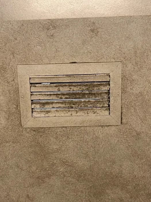 Dolphin Mold Removal Picture 10