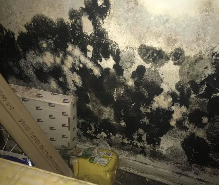 Mold Remediation Miami Elite Picture 1