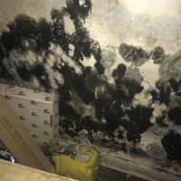 Mold Remediation Miami Elite ico