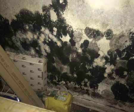 Mold Remediation Miami Elite