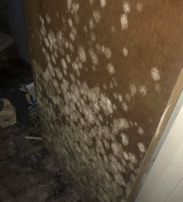 Mold Remediation Miami Elite Picture 6