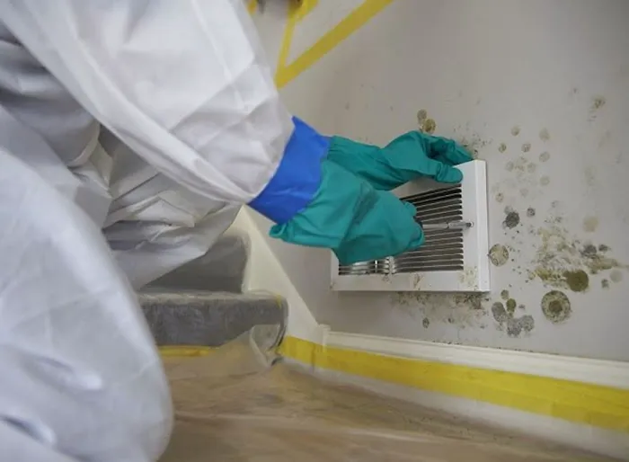 Mold Remediation Miami Elite Picture 7
