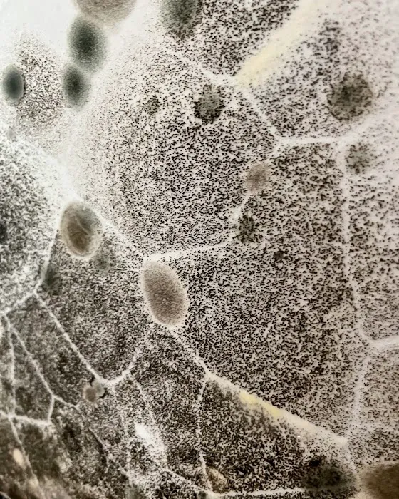 Frontline Restoration Picture 10