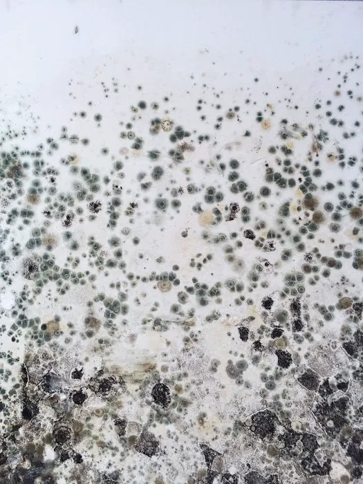 Projekt Property Restoration Inc. Picture 9