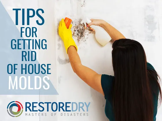 Restore Dry, LLC Picture 10