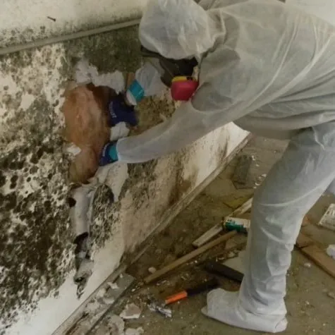 Ultra Hygiene Services (UHS Mold) Picture 9