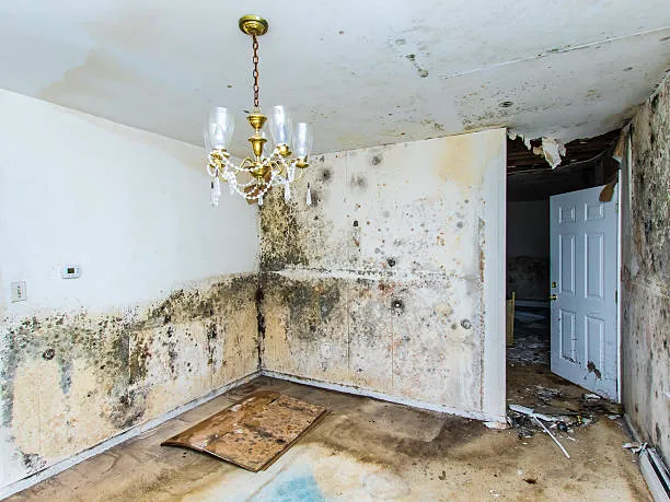 Homestead Water Damage Restoration Experts Picture 3