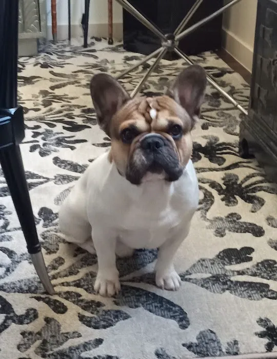 Stanley Steemer Picture 4