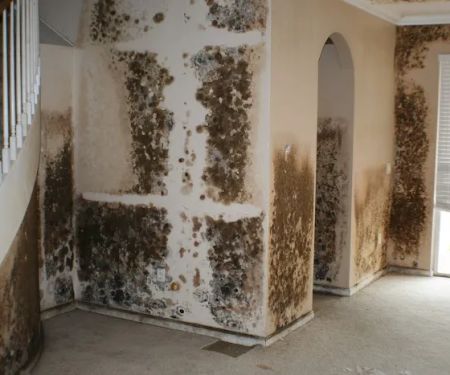 Terramar Restoration