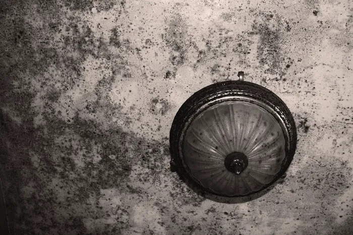 Mold & Water Damage Certified Inspector Picture 10