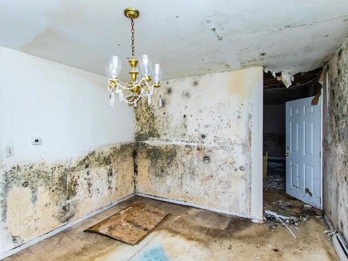 Mold Remediation Pros Picture 3
