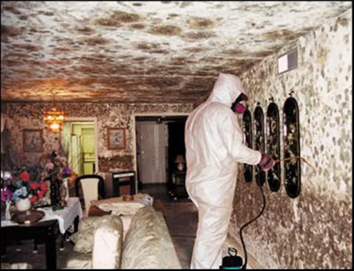 Mold Remediation Pros Picture 8