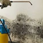 Mold Remediation Fort Lauderdale