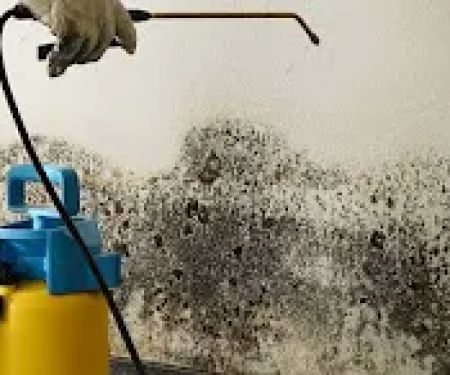 Mold Remediation Fort Lauderdale