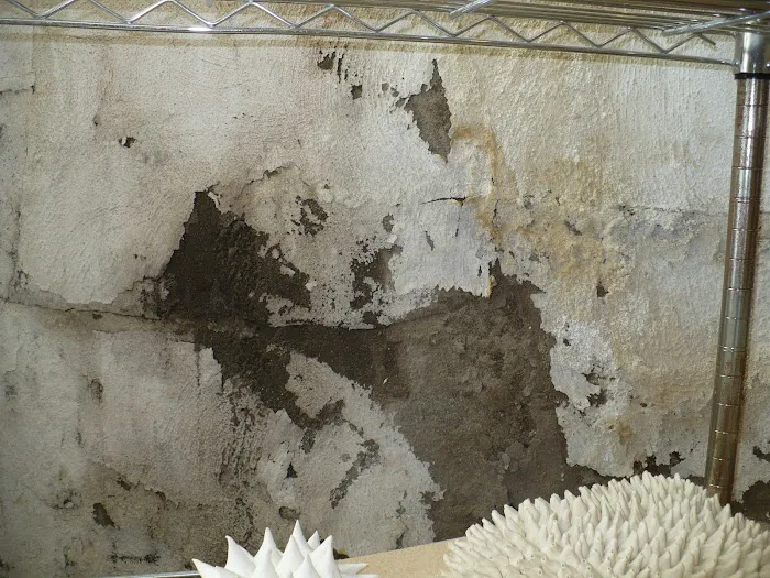 Margate Top-notch Mold removal Picture 2