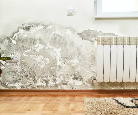 Coral Springs Ultimate Mold removal