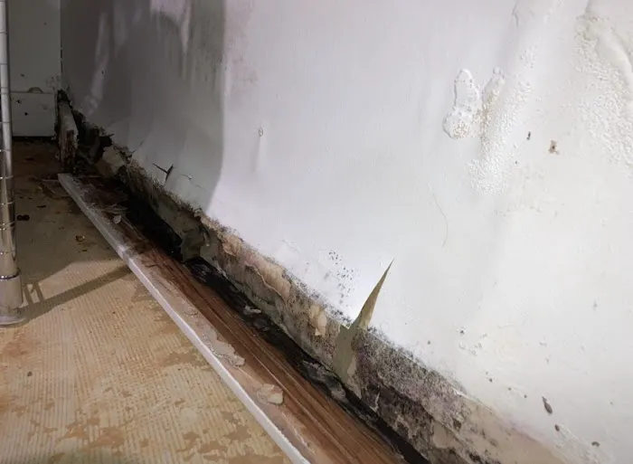 Coral Springs Ultimate Mold removal Picture 3