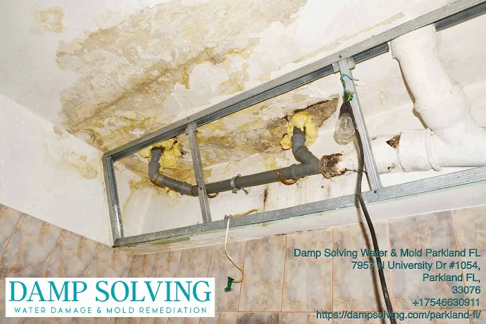 Damp Solving Water & Mold Picture 3