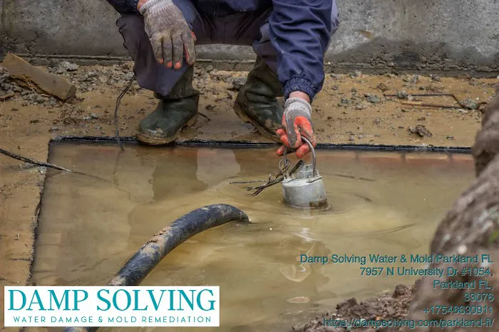 Damp Solving Water & Mold Picture 4