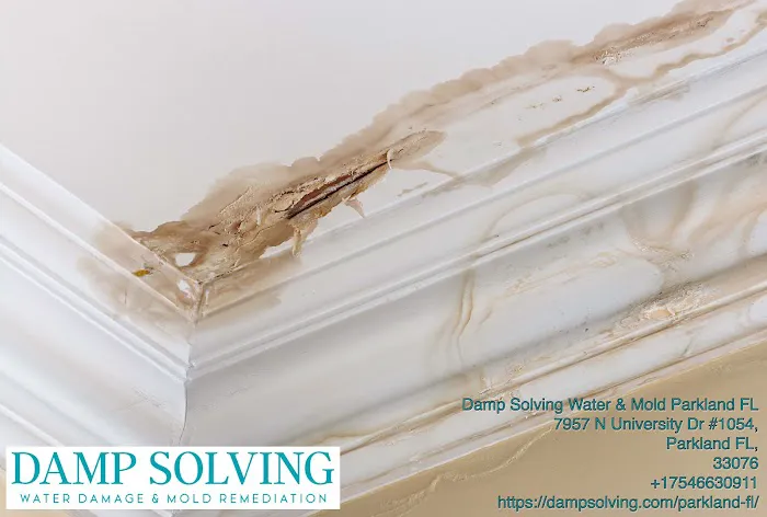 Damp Solving Water & Mold Picture 10