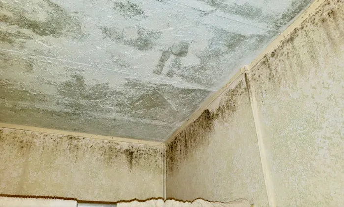 Boca Raton Water Damage Restoration Pro Picture 7