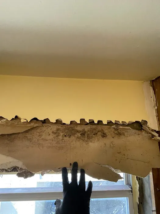 Affordable Mold Testing and Assessments Picture 2