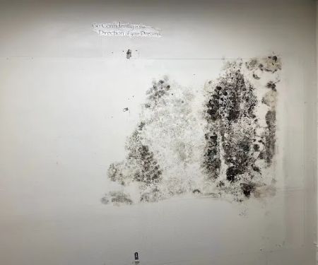 Mold Act of Boca Raton