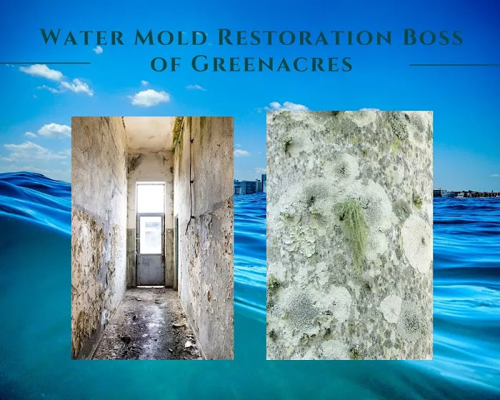 Boss of Greenacres Picture 6