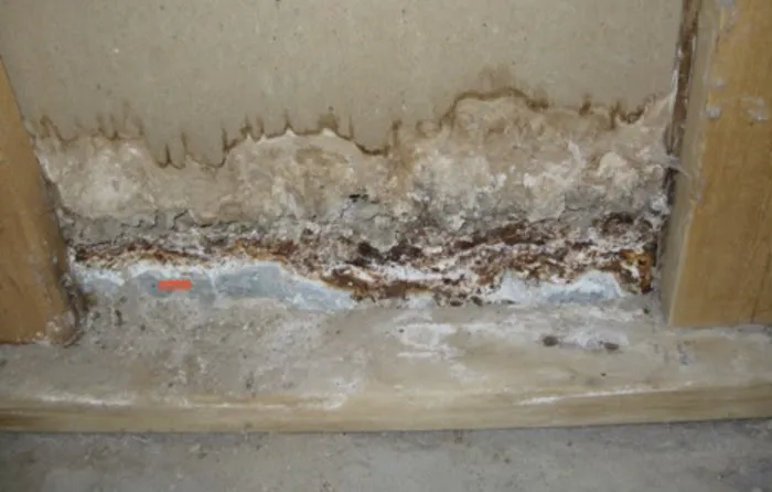 ALL IN ONE RESTORATION Picture 9