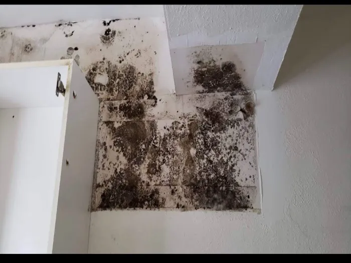 Ambar Mold Picture 1