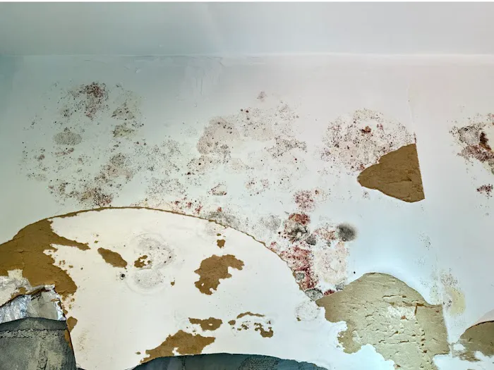 A Plus Mold Remediation Inc. Picture 1