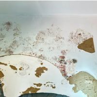 A Plus Mold Remediation Inc. ico