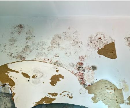 A Plus Mold Remediation Inc.