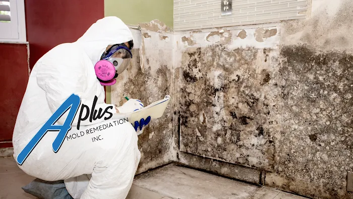 A Plus Mold Remediation Inc. Picture 3