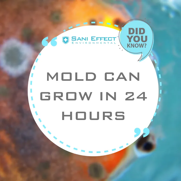 Sani Effect Environmental Picture 9