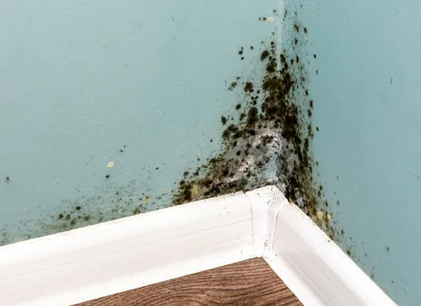 All Dry Services of Jupiter Picture 1