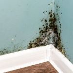 All Dry Services of Jupiter