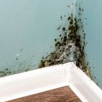 All Dry Services of Jupiter ico