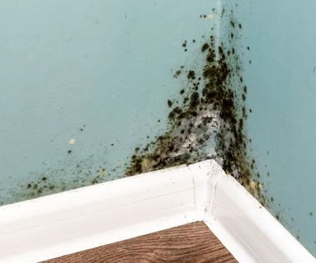 All Dry Services of Jupiter