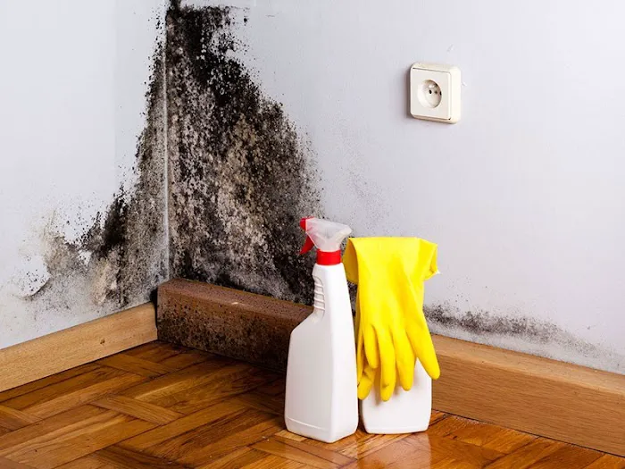 Atlanta Mold & Cleaning | Mold Remediation and Water Restoration Services Picture 8