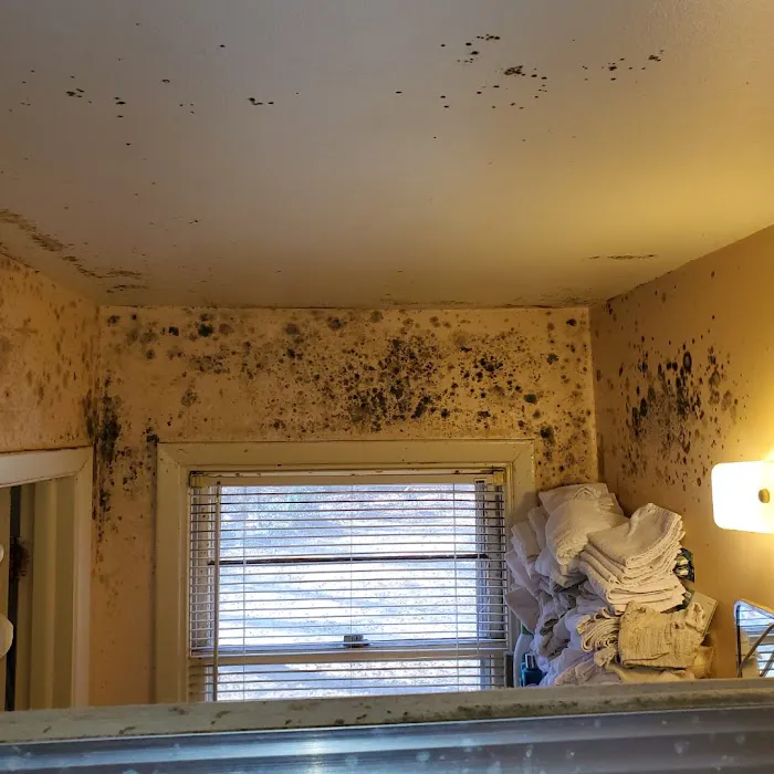 Atlanta Mold Picture 3