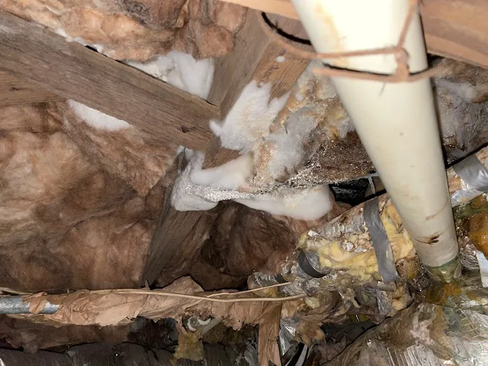 Atlanta Mold Picture 2