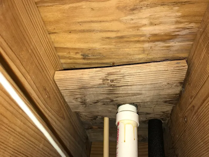 Atlanta Mold Picture 1