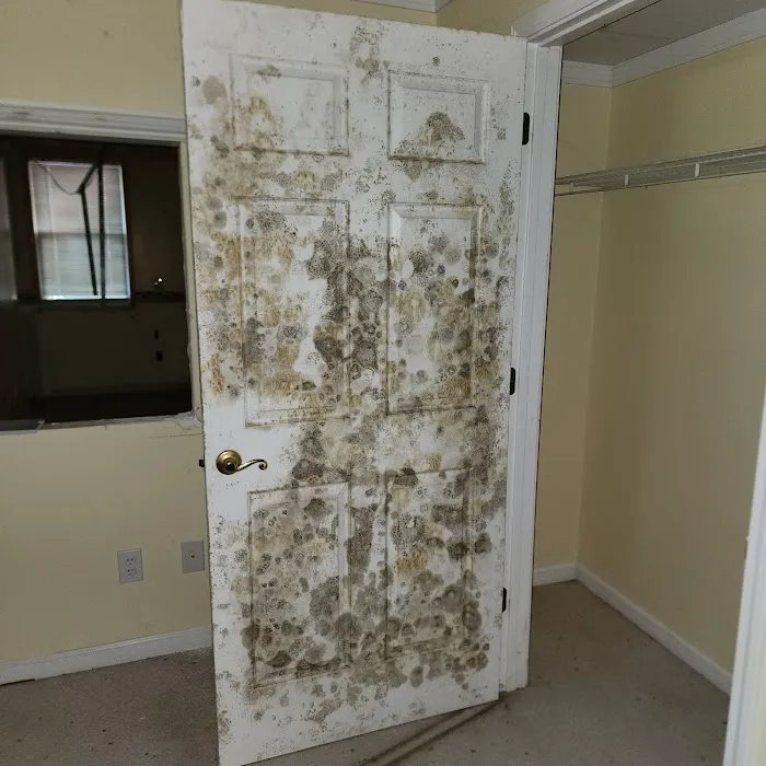 Atlanta Mold Picture 5